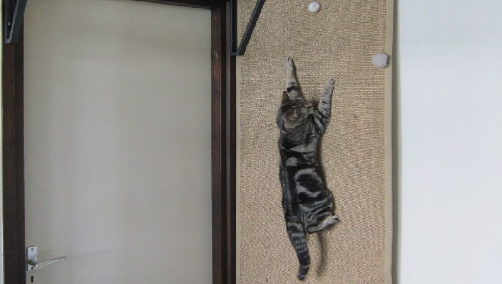 Can Cats Climb Walls