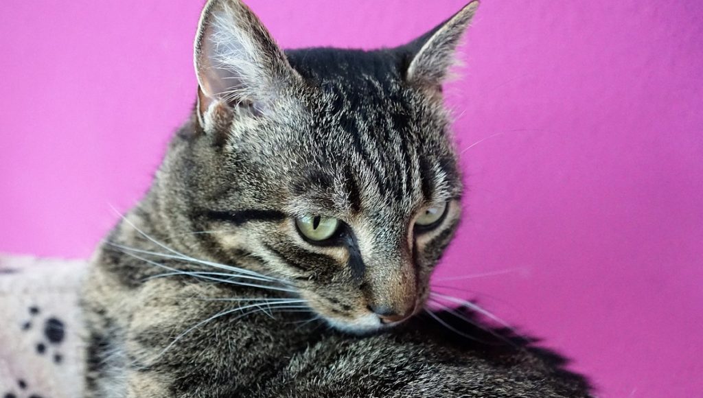 Can Cats Cry Tears from Pain? Pet Help Reviews UK