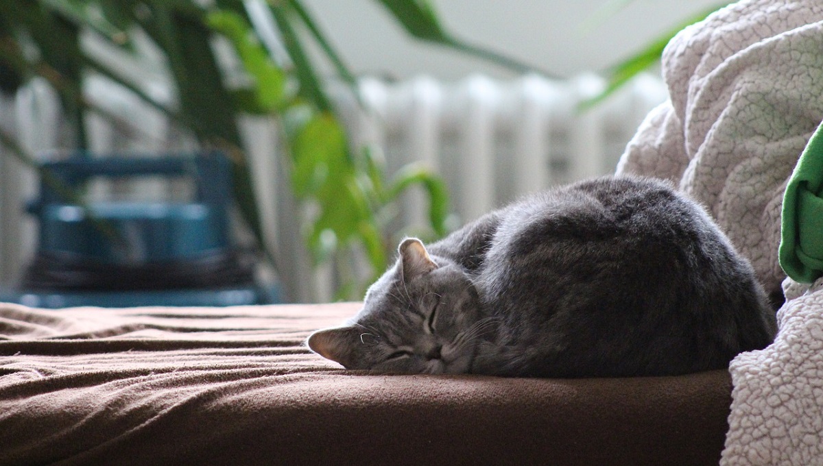 Can Cats Detect Carbon Monoxide