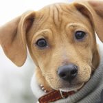 Do Dogs Have Eyelashes