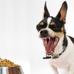 Why Does My Dog Bark at His Food