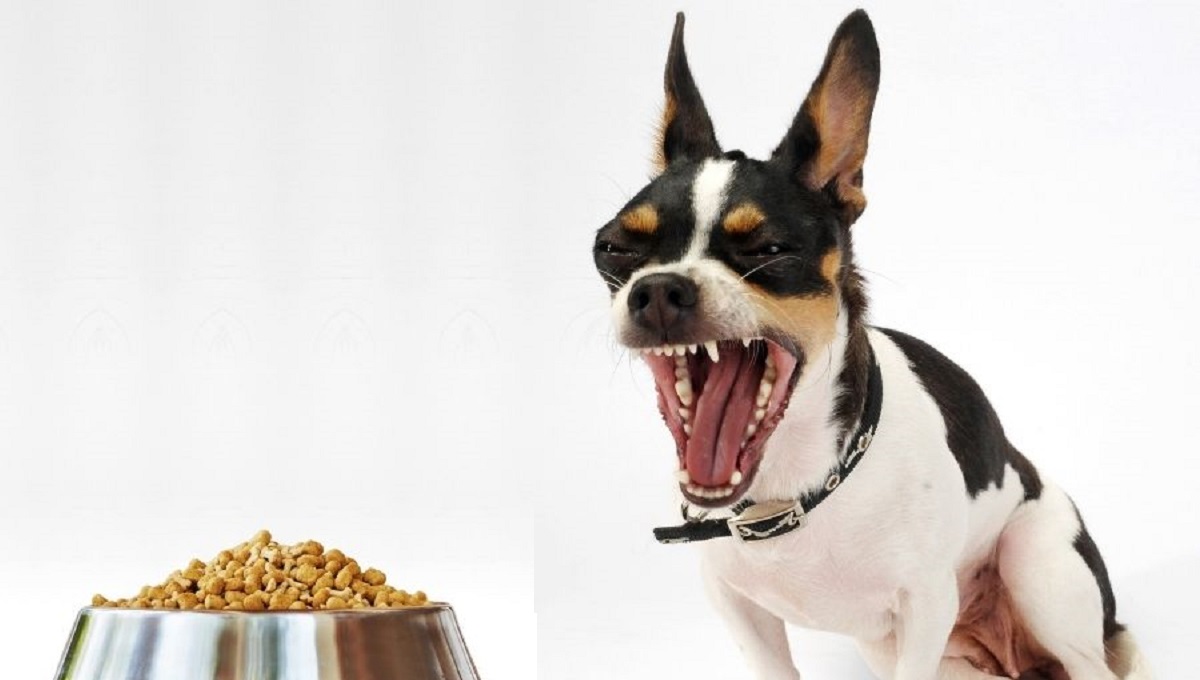 Why Does My Dog Bark at His Food? Pet Help Reviews UK