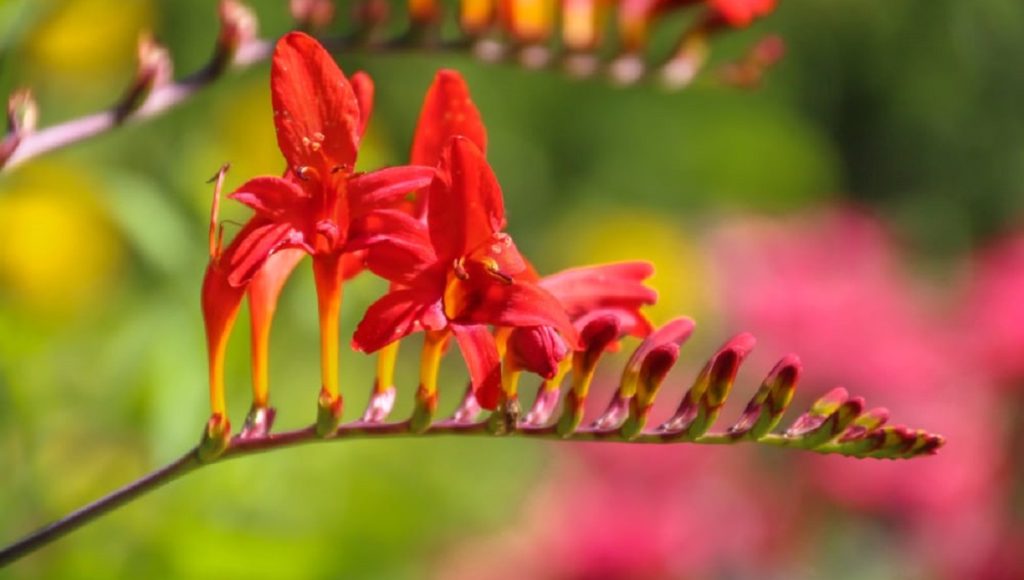 Are Crocosmia Poisonous to Dogs