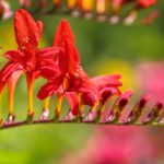 Are Crocosmia Poisonous to Dogs