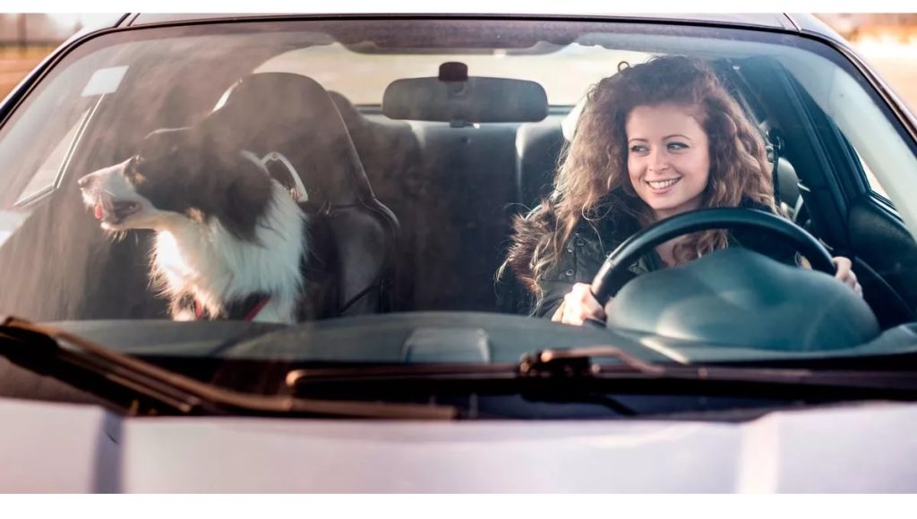 Are Dogs Allowed in Front Seat of Car UK