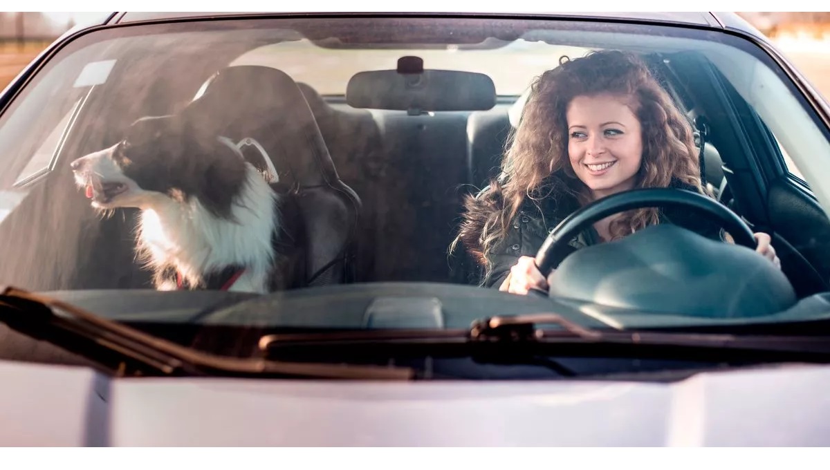Are Dogs Allowed in Front Seat of Car Uk? Pet Help Reviews UK