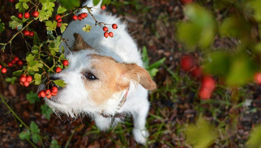 Are Hawthorn Berries Poisonous to Dogs
