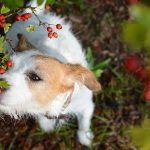 Are Hawthorn Berries Poisonous to Dogs