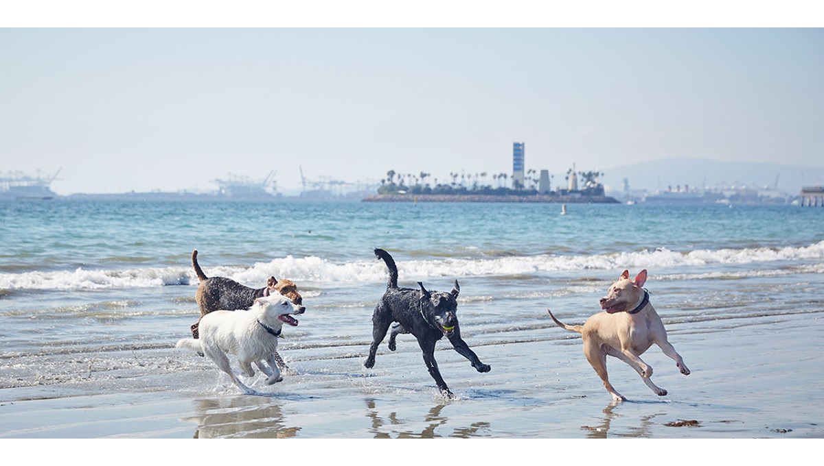 Are Pets Allowed in Beaches? Pet Help Reviews UK