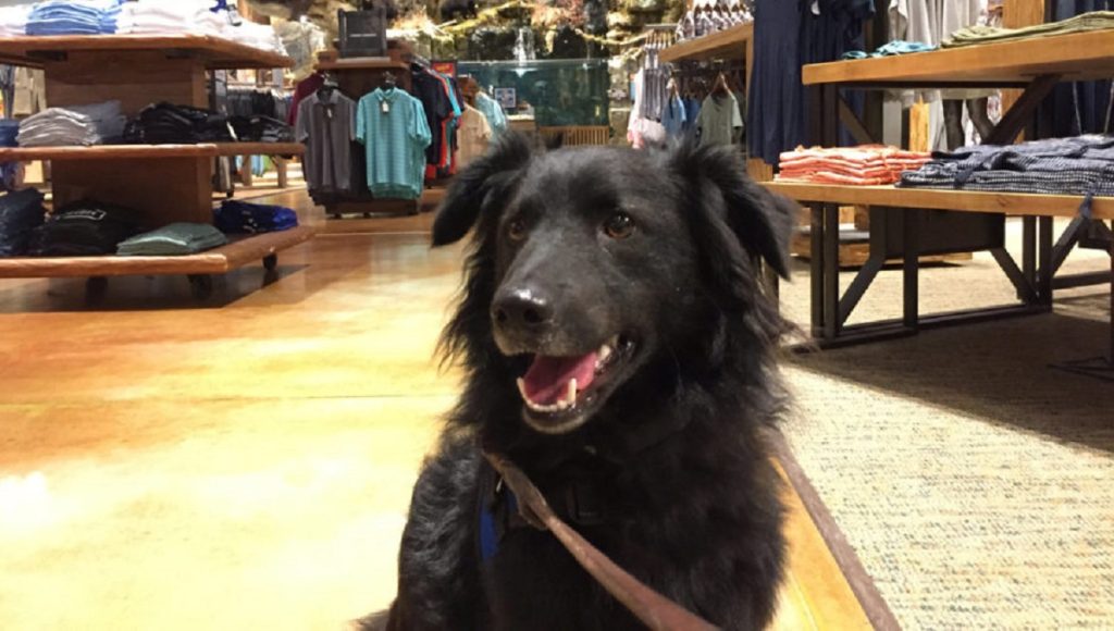 Are Pets Allowed in Bass Pro Shops
