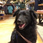 Are Pets Allowed in Bass Pro Shops