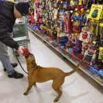 Are Pets Allowed in Grocery Stores?