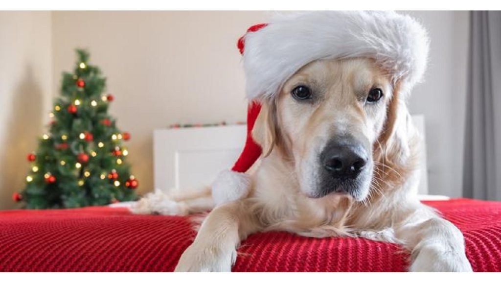 Are Pets Allowed in Red Roof?