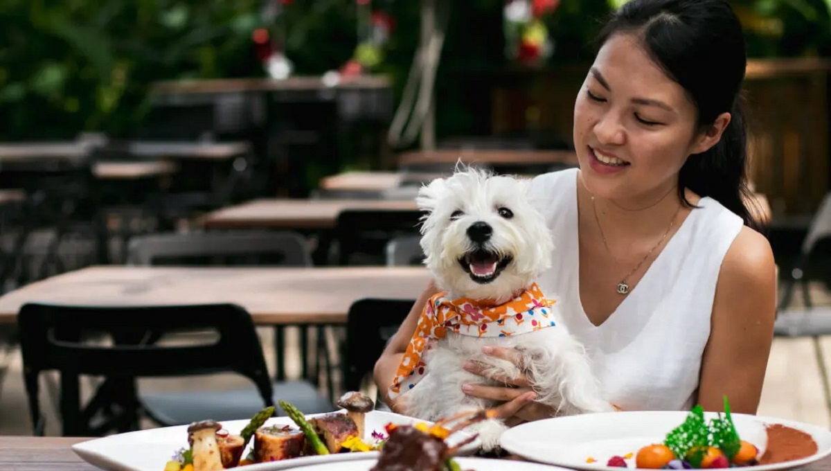 Are Pets Allowed in Restaurants? Pet Help Reviews UK