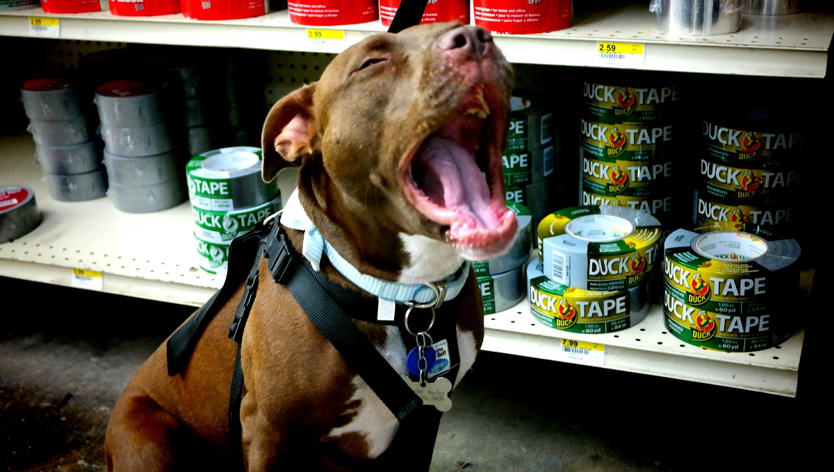 Are Pets Allowed in Rural King? Pet Help Reviews UK