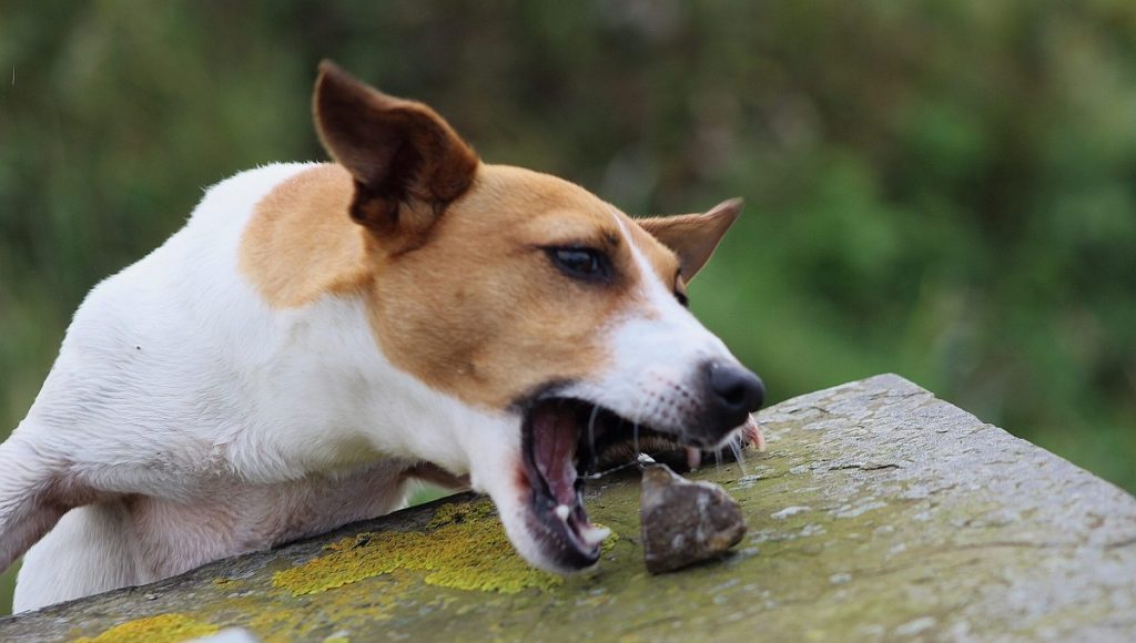 Are Snails Bad for Dogs