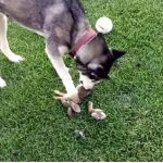 Can a Baby Bunny Survive a Dog Bite