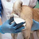 Can a Dog Die from Perianal Fistulas