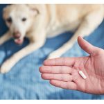 Can a Dog Overdose on Denamarin