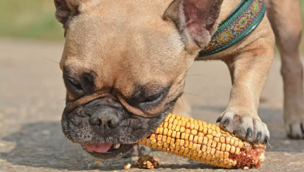 Can a Dog Pass a Corn Cob