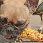 Can a Dog Pass a Corn Cob
