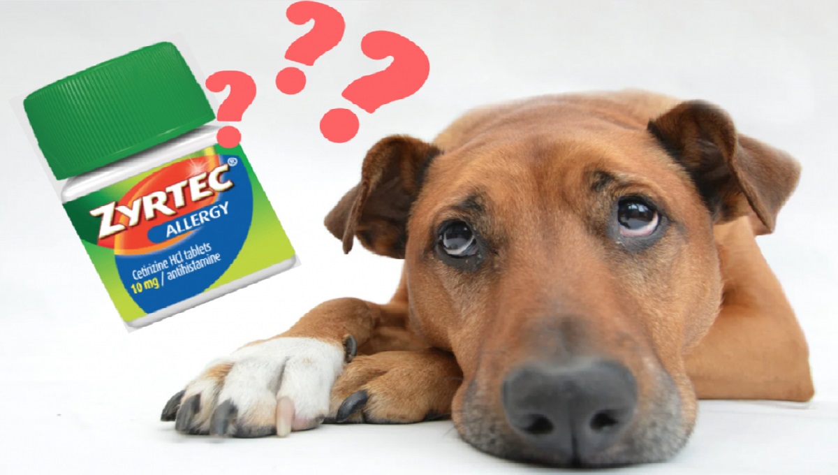 Can a Dog Take Cetirizine? Pet Help Reviews UK