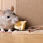 Can a Snap Mouse Trap Hurt a Dog