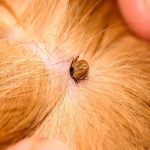 Can a Tick Cause Darrhea in Dogs