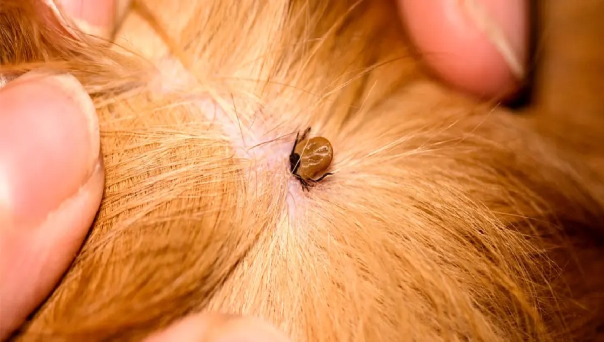 Can a Tick Cause Diarrhea in Dogs? Pet Help Reviews UK