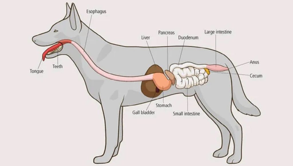 Can Antibiotics Cause Constipation in Dogs