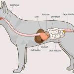 Can Antibiotics Cause Constipation in Dogs