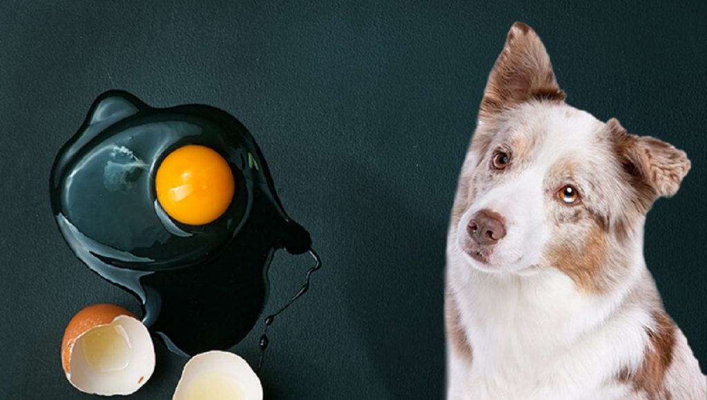 Can Dogs Eat Duck Eggs