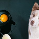 Can Dogs Eat Duck Eggs