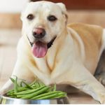 Can Dogs Eat Runner Beans