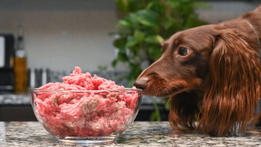 Can I Feed My Dog Raw Minced Beef