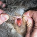 Do Dogs Have Clits