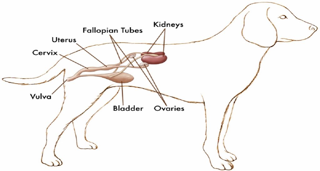 Do Spayed Dogs Still Get Hormonal