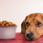 Does Wet Dog Food Cause Gas