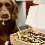 How Many Sprats Can a Dog Have a Day