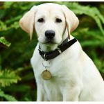 How Much Does It Cost to Sponsor a Guide Dog