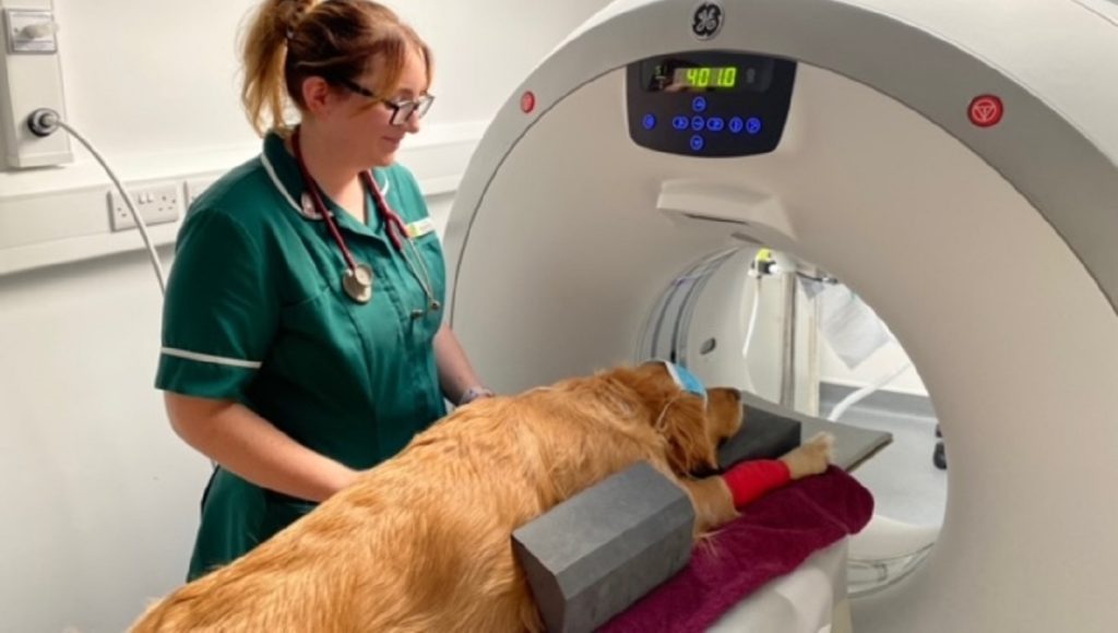 How Much is Ct Scan for Dogs Uk