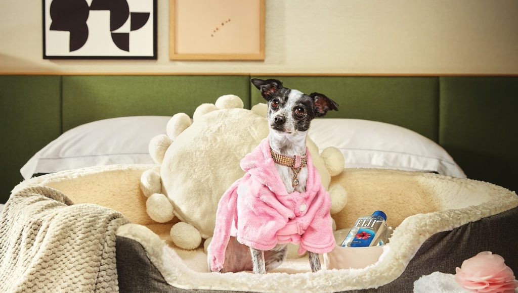 Is Homegoods Pet Dog Friendly