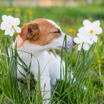 Is Jasmine Poisonous to Dogs