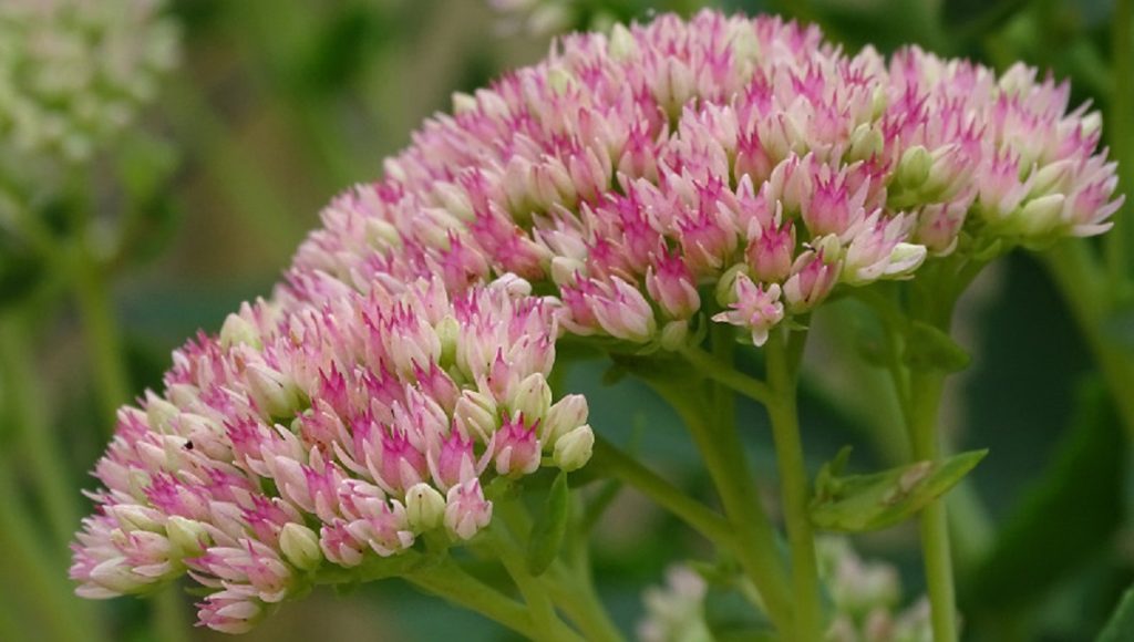 Is Sedum Poisonous to Dogs