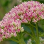 Is Sedum Poisonous to Dogs