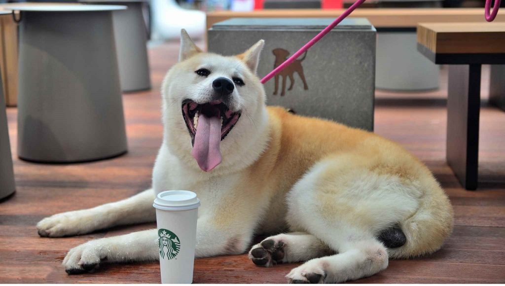 Is Starbucks Dog Friendly