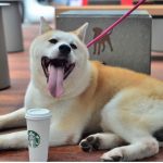 Is Starbucks Dog Friendly