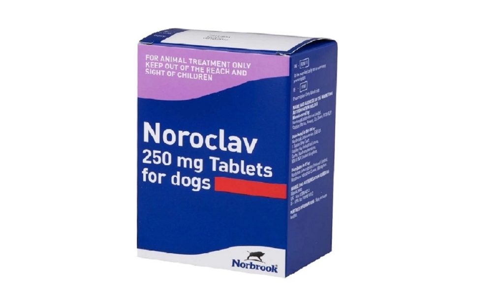 What is Noroclav Used for in Dogs