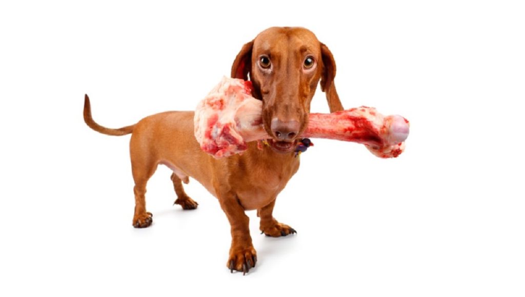 What to Do If Dog Eats Cooked Lamb Bones
