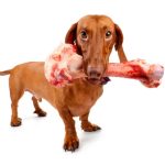What to Do If Dog Eats Cooked Lamb Bones